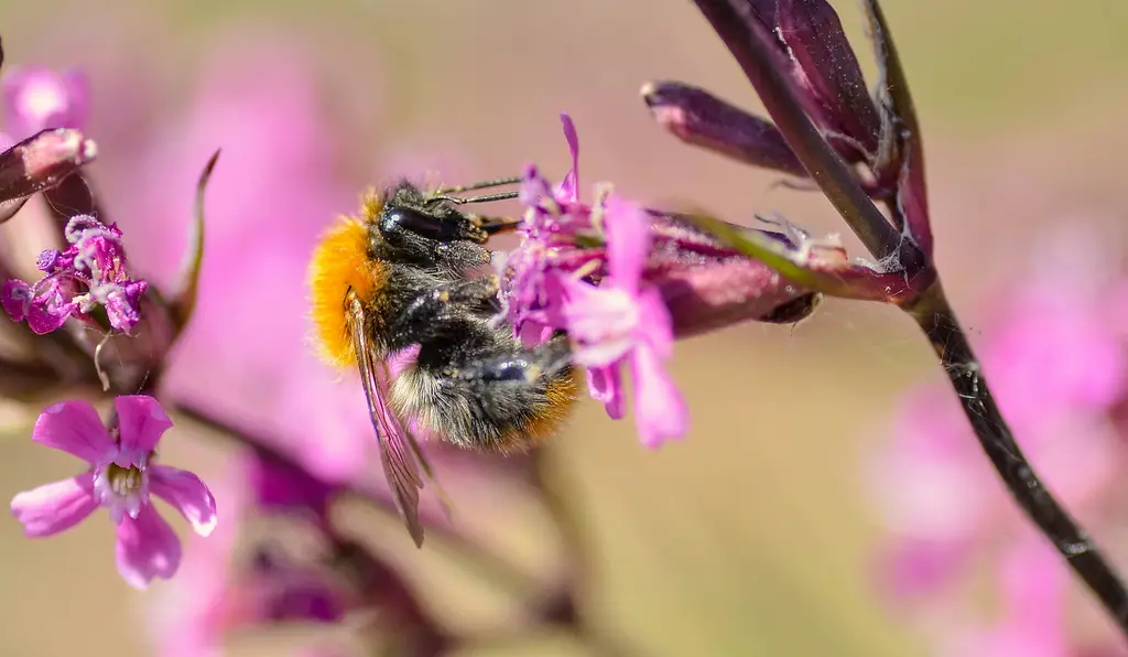 MSI筆電：值得入手的電競利器？